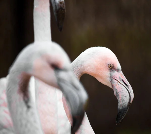 Flamingor — Stockfoto