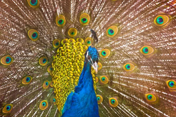 Peacock — Stock Photo, Image