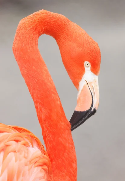 Flamingo Ordförande — Stockfoto