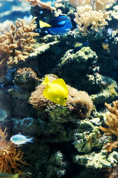 Tang en el arrecife — Foto de Stock