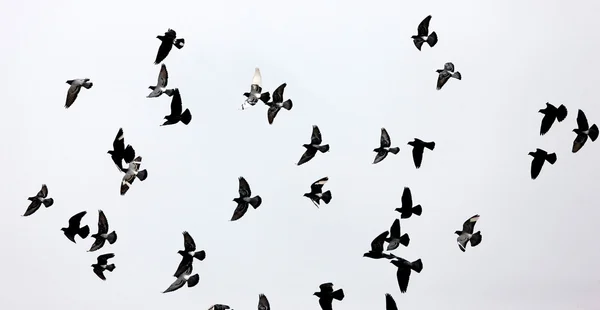 Pigeons volants — Photo