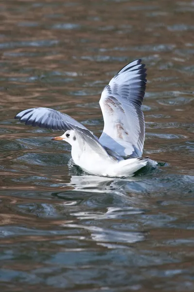 Pato en el estanque — Foto de Stock