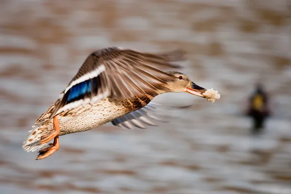 Anatra nello stagno — Foto Stock