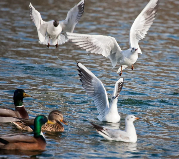 Möwe über See — Stockfoto