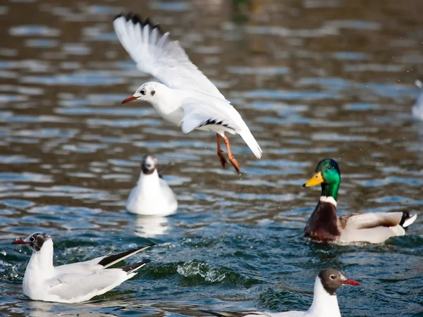 Gull over lake — Stock Photo, Image