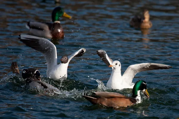 Gull over lake — Stock Photo, Image