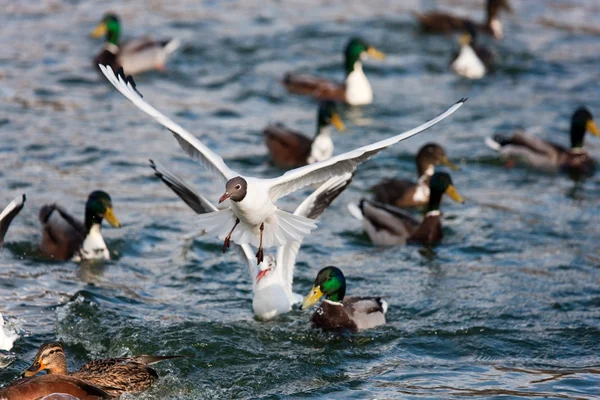 Gull over lake — Stock Photo, Image