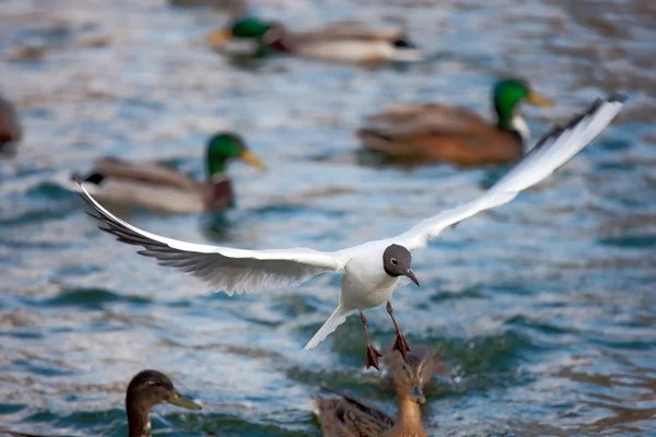 Gull over lake — Stock Photo, Image