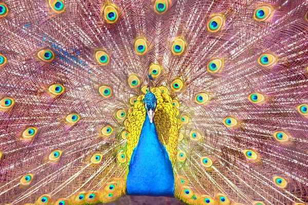 Peacock — Stock Photo, Image