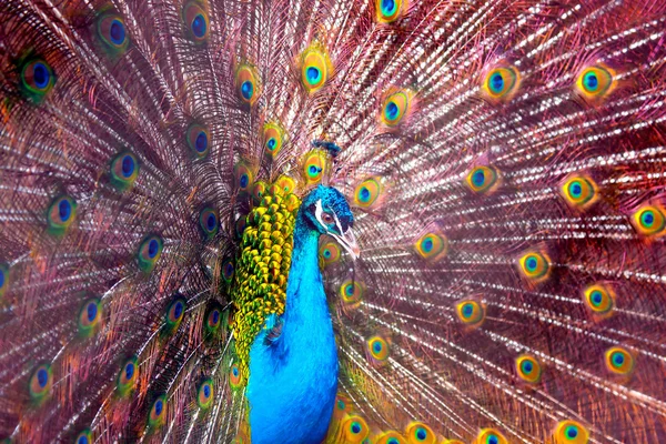 Pavão — Fotografia de Stock