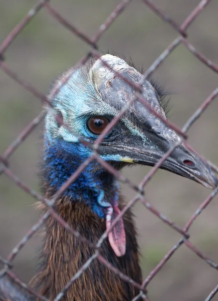 Ostrich — Stock Photo, Image