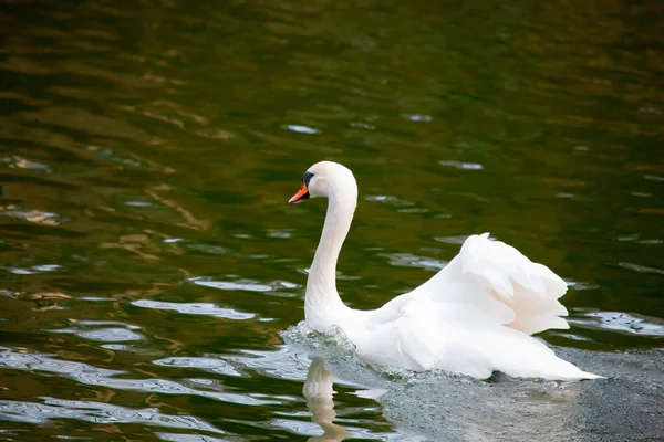 Junger Schwan — Stockfoto