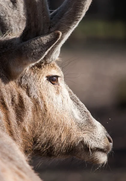 Deer antlers — Stock Photo, Image