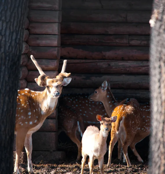 Axis deer family — Stock Photo, Image