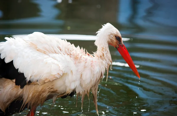 Cigogne mignonne — Photo