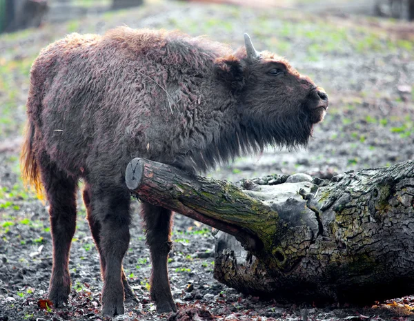 Genç bison — Stok fotoğraf