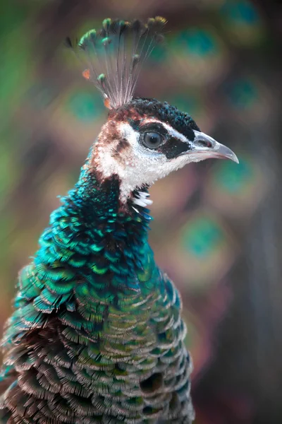 Peacock — Stock Photo, Image