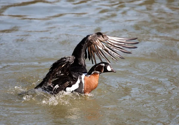 Gans in meer — Stockfoto