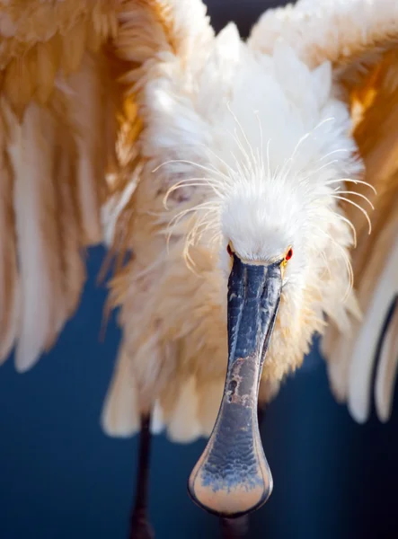 Cute ibis — Stock Photo, Image