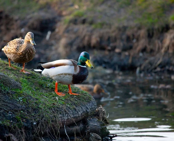 Eend in de vijver — Stockfoto