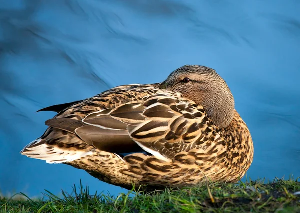 Ankor i dammen — Stockfoto