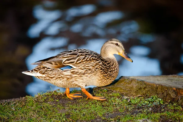 Duck in the pond — Stock Photo, Image