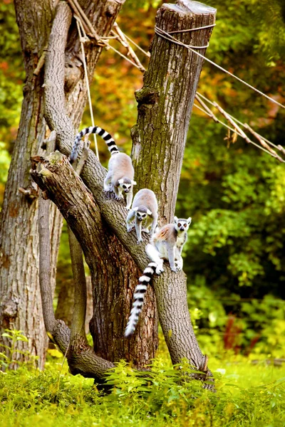 Lémures en el árbol — Foto de Stock