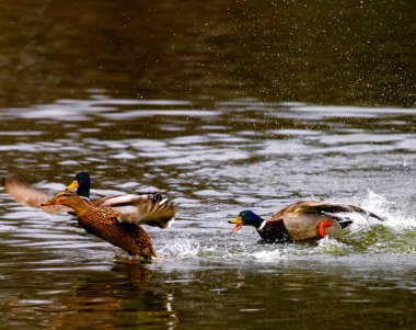 Mallards about to take off clipart