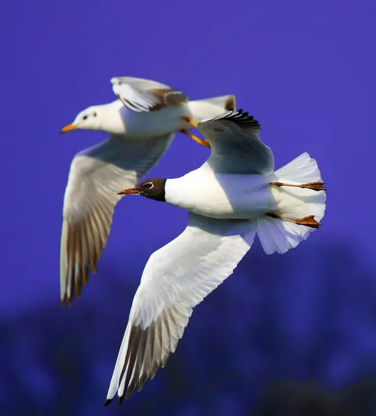 Niedliche Möwen — Stockfoto