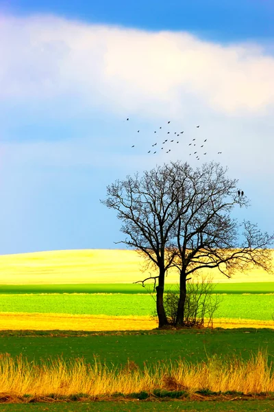 Solitary tree — Stock Photo, Image