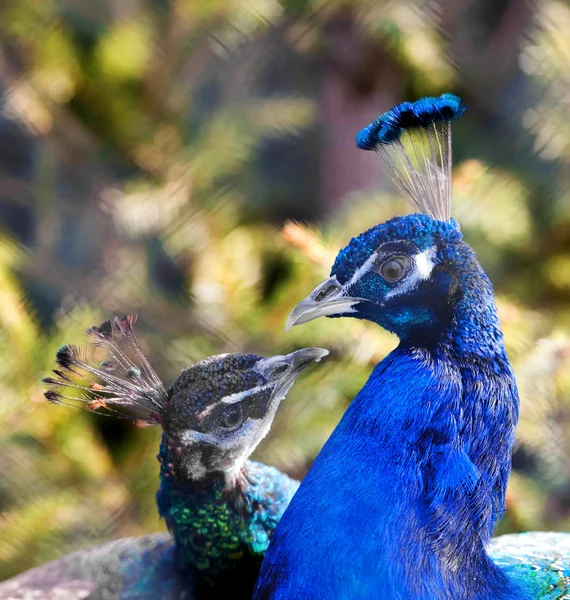 Peacocks — Stock Photo, Image