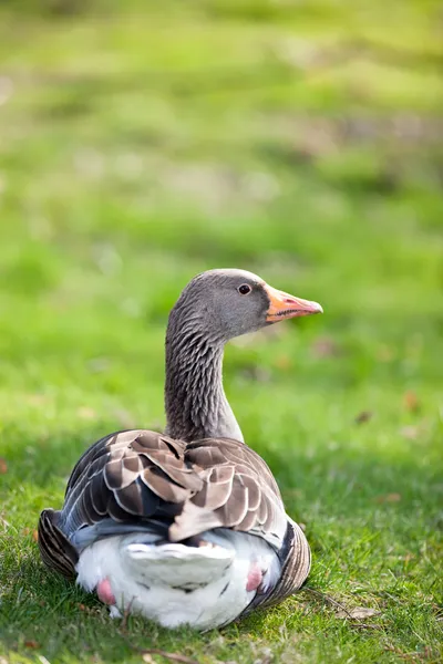 Cute goose — Stock Photo, Image