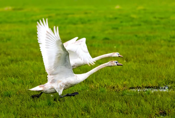 Cisnes em voo — Fotografia de Stock