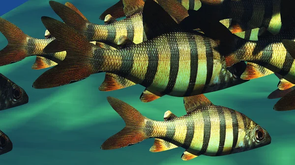 Tropical fish — Stock Photo, Image