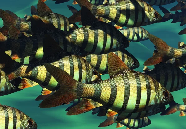 熱帯の魚 — ストック写真