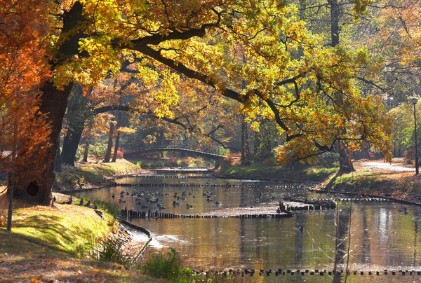 Pond in park — Stock Photo, Image