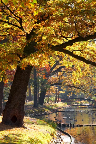 Lagoa no parque — Fotografia de Stock