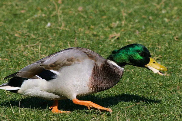 Duck in the pond — Stock Photo, Image