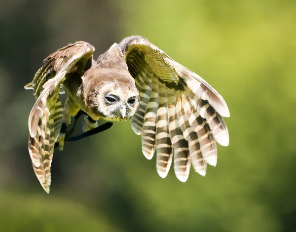 Vliegende uil — Stockfoto