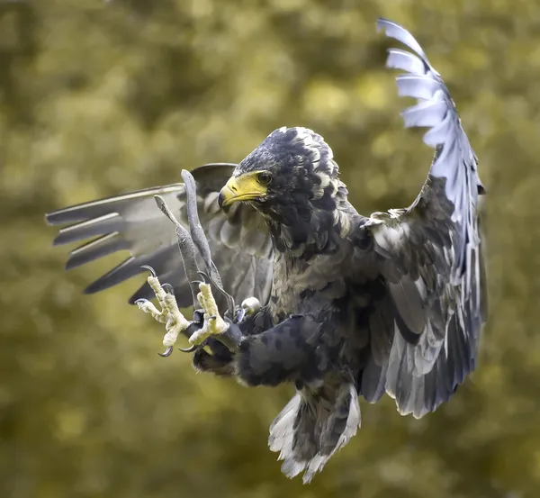 Schattig hawk — Stockfoto