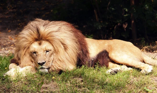 König Löwe — Stockfoto