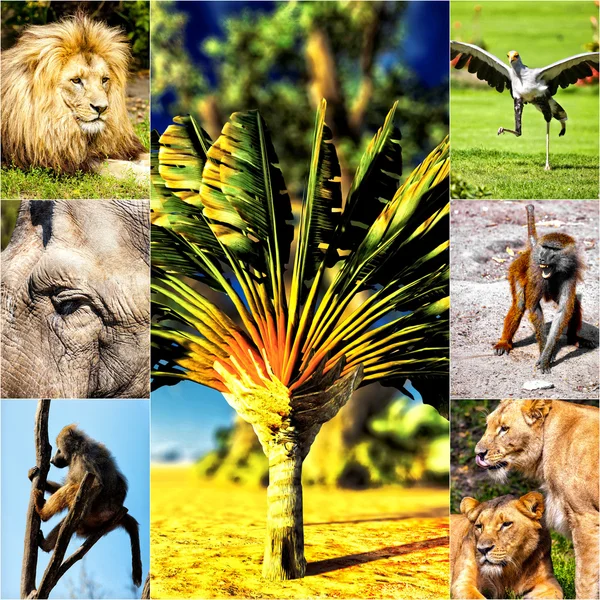 Collage d'animaux différents sur cartes postales — Photo