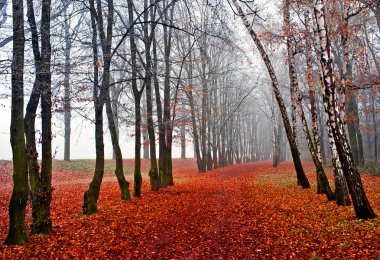 Kasım sis Park