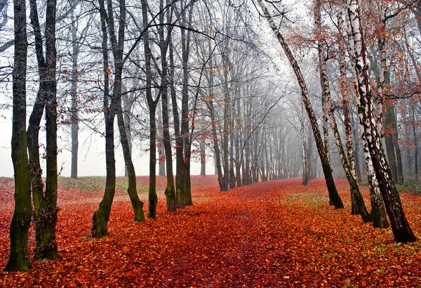 Nevoeiro de novembro no parque — Fotografia de Stock