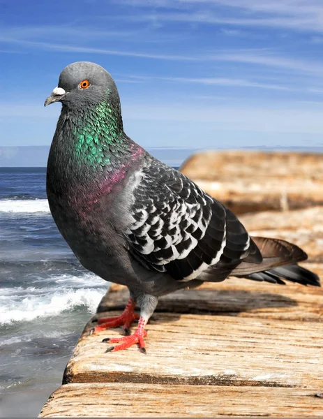 Pigeon on wooden pier — Stock Photo, Image