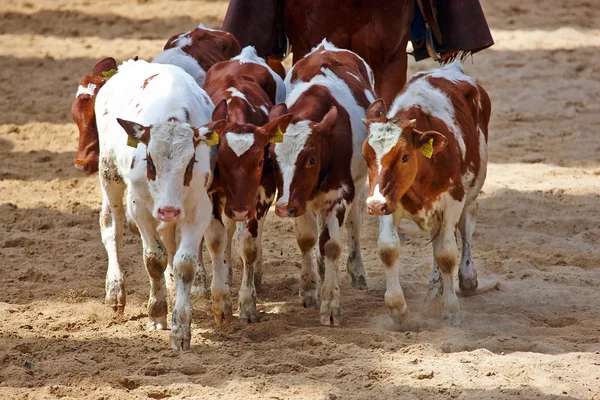 Rodeo está a punto de comenzar —  Fotos de Stock