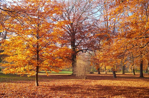 Krásný park — Stock fotografie