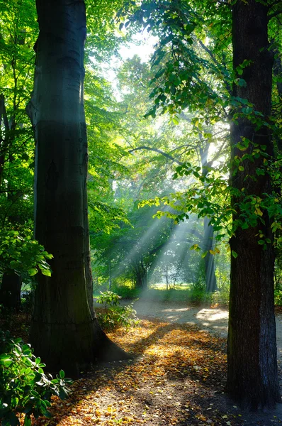 Őszi park naplementekor — Stock Fotó