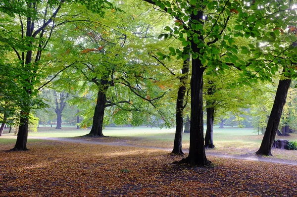 秋季在日落公园 — 图库照片