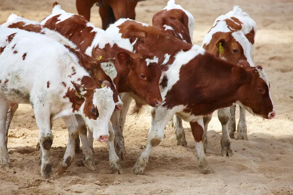 La competencia de rodeo está a punto de comenzar —  Fotos de Stock